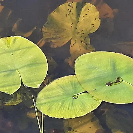 Thuis Bij Elles 住宿加早餐酒店