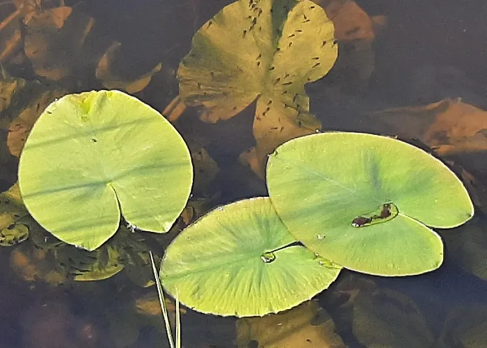 Thuis Bij Elles Bed & Breakfast