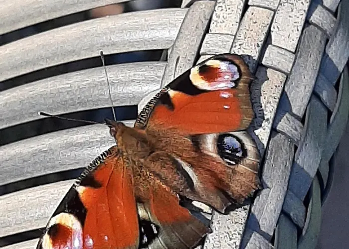 Thuis Bij Elles Bed & Breakfast 3*