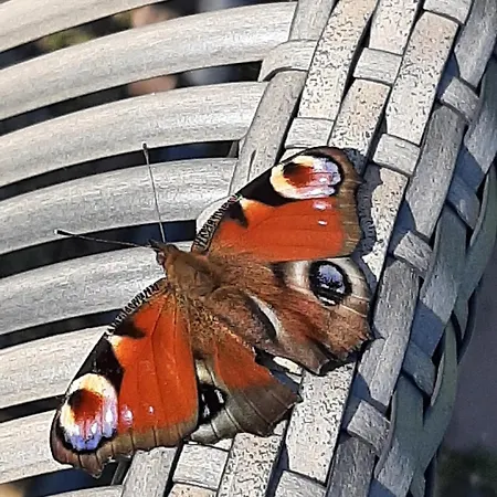 Thuis Bij Elles Couette-café 3*